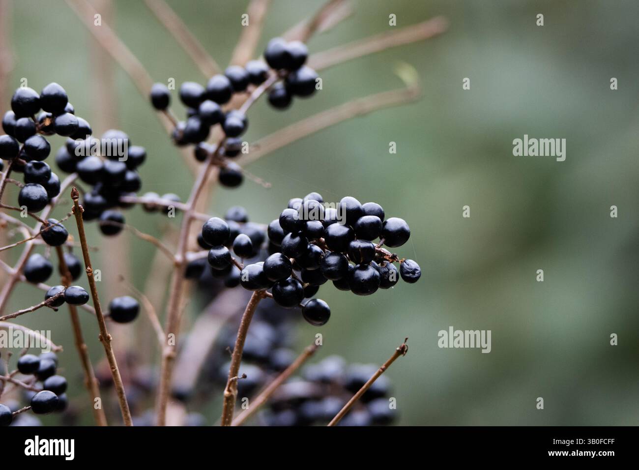 Fruits et baies sauvages ou privés communs ou privés européens (Ligustrum vulgare) isolés sur un fond vert naturel Banque D'Images