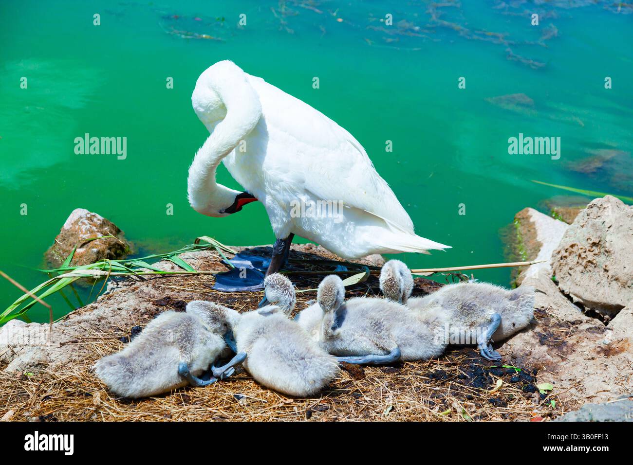 Femelle cygne avec ses oursons dans un nid sur la rive d'un étang. Banque D'Images