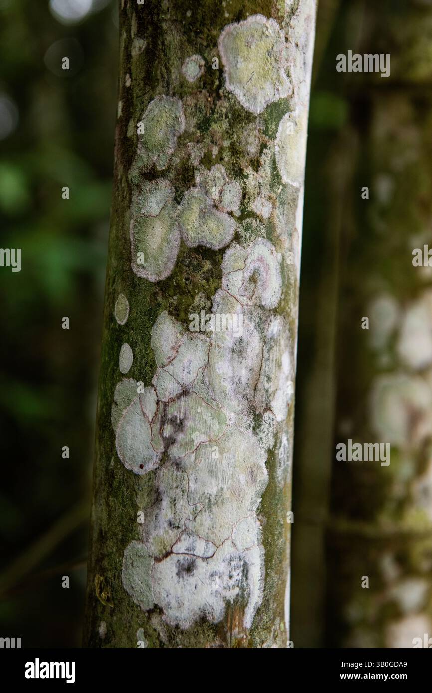 Gros plan sur le tronc et l'écorce d'arbre multicolores, texturés et marbrés. Banque D'Images