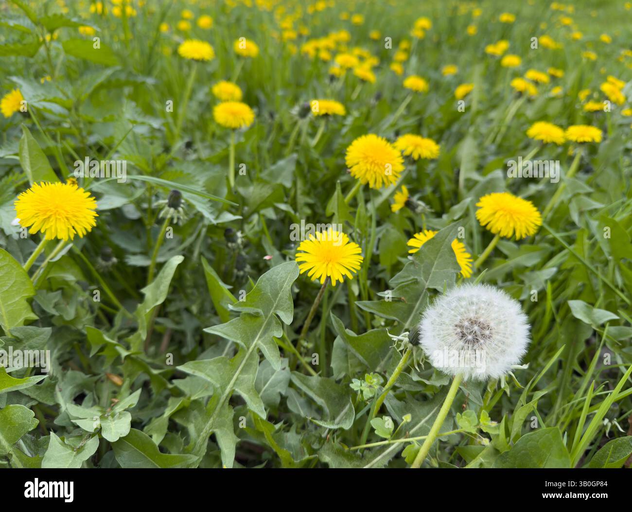 pissenlit fané avec des pissenlits jaunes frais sur une prairie verte Banque D'Images