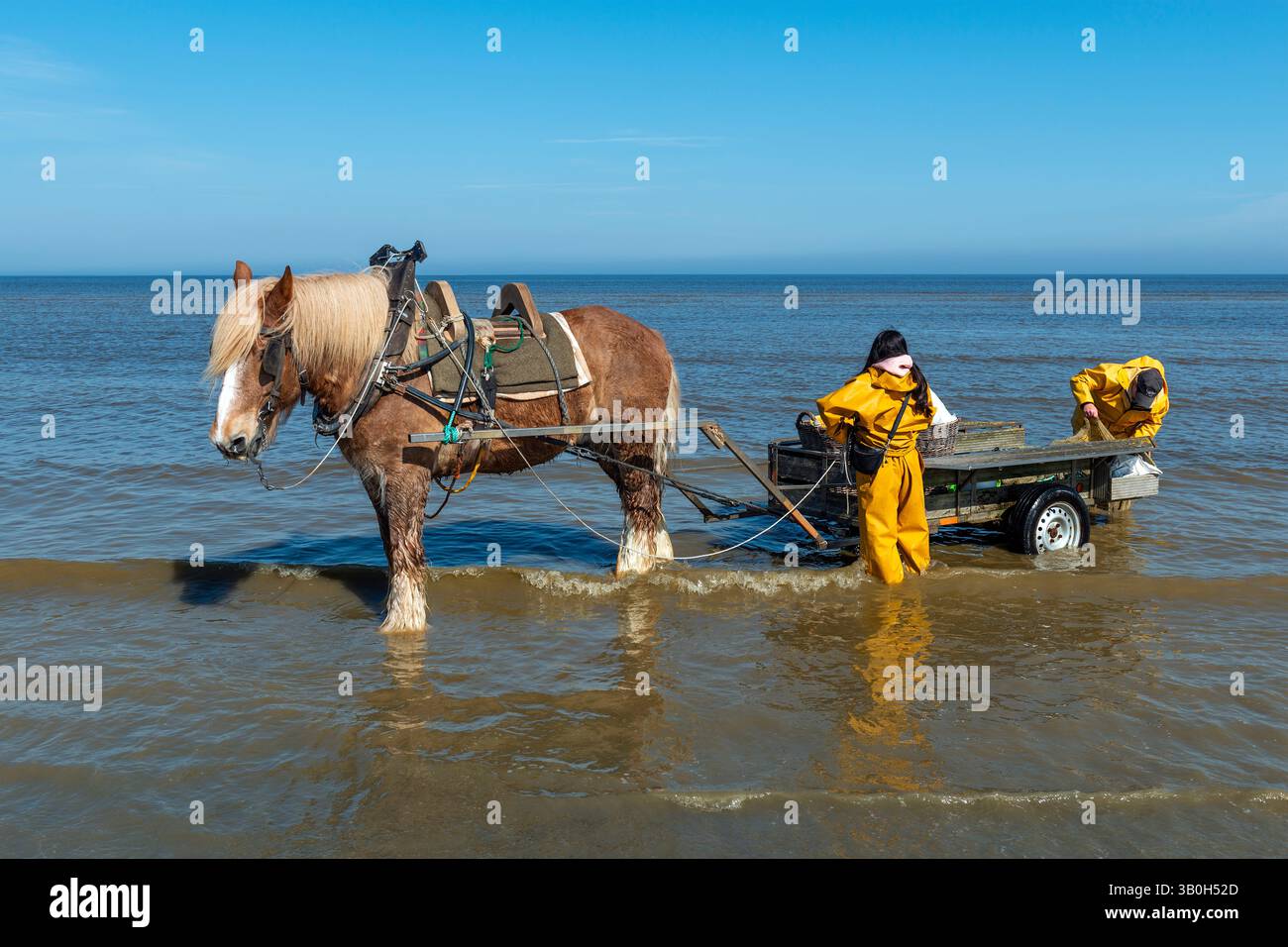 Deux pêcheurs de crevettes à cheval sur la plage d'Oostduinkerke avec cheval de trait du Brabant belge dans la mer du Nord, Belgique. Banque D'Images