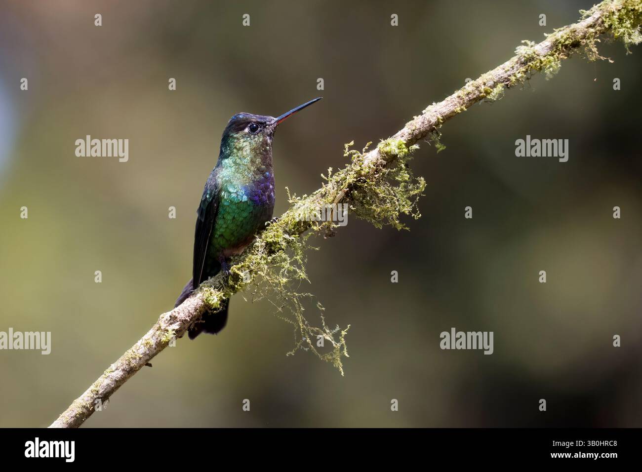 Colibri à gorge ardente au Costa Rica Banque D'Images