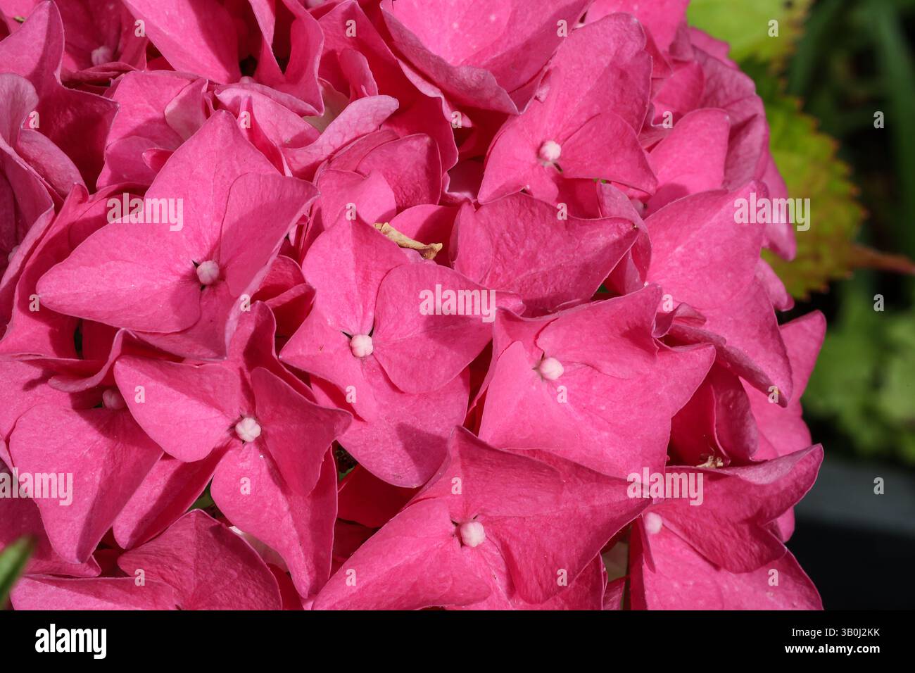 Une hortensia rose fleurit en été 2024. Gros plan Banque D'Images