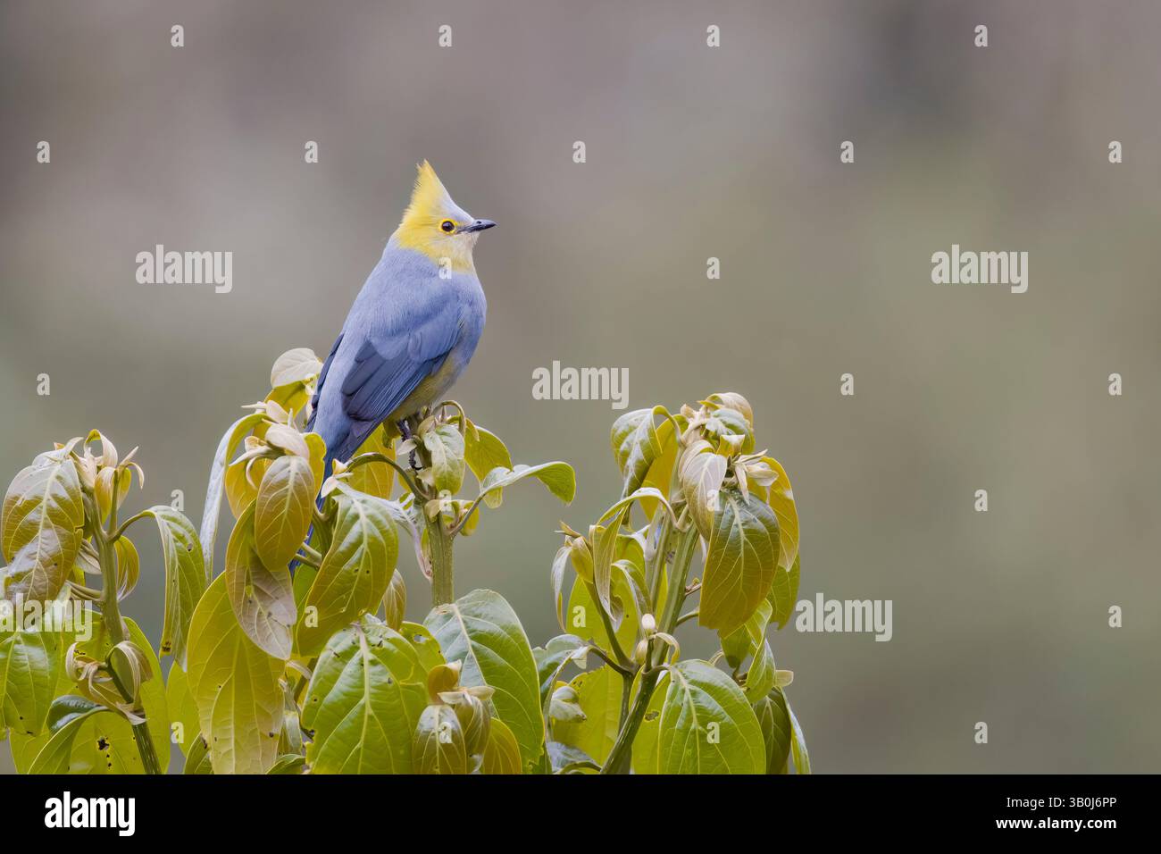 Silky-flycatcher femelle à longue queue au Costa Rica Banque D'Images