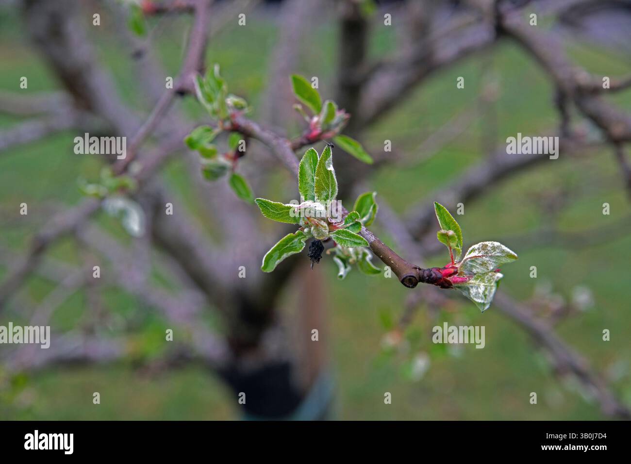 Bourgeons floraux avec des feuilles dans un pommier Banque D'Images