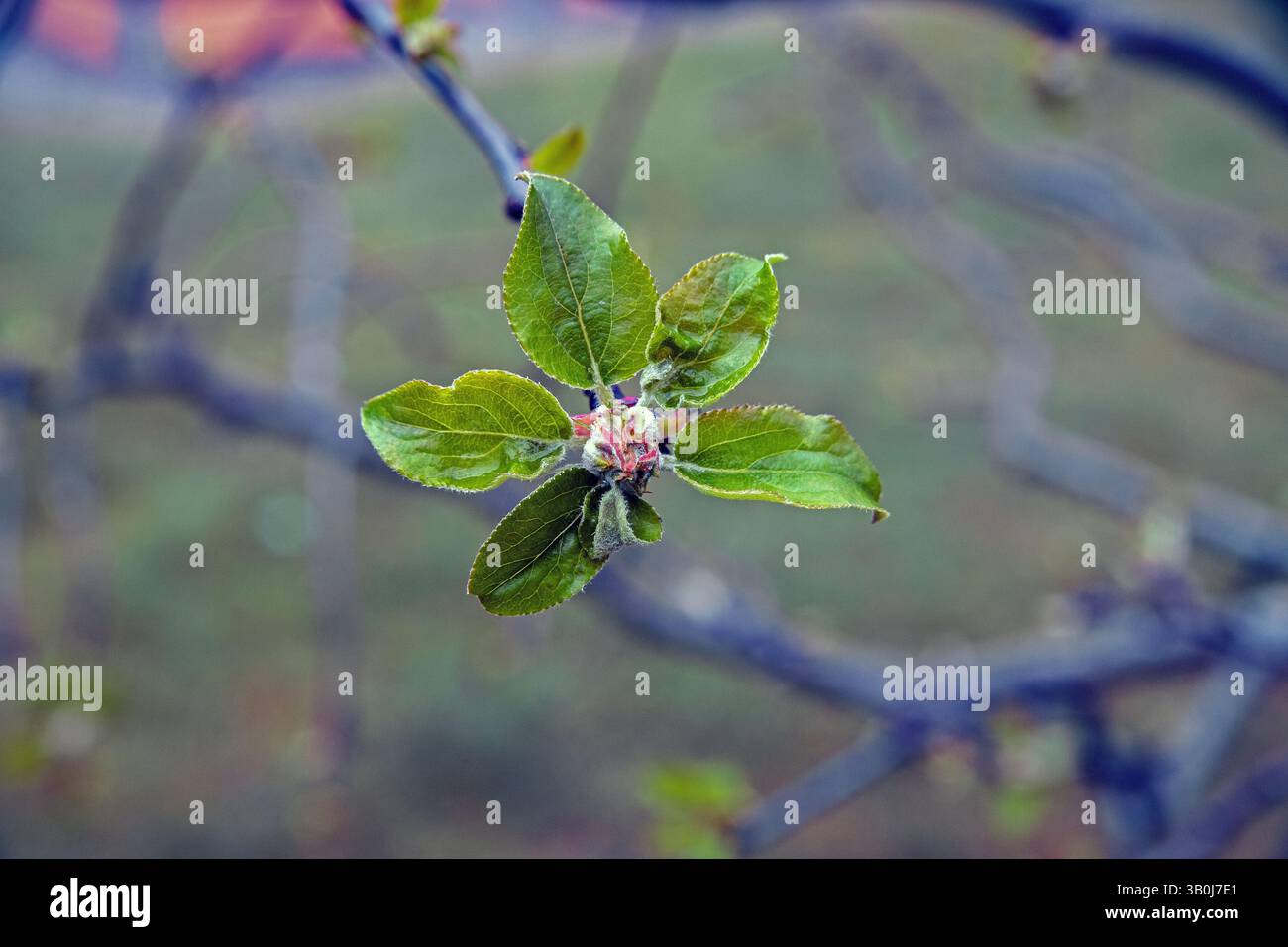 Bourgeons floraux avec des feuilles dans un pommier Banque D'Images