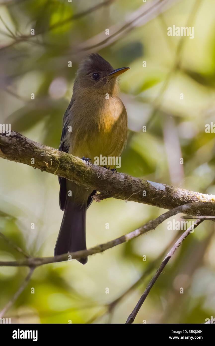 Ochracée Pewee au Costa Rica Banque D'Images