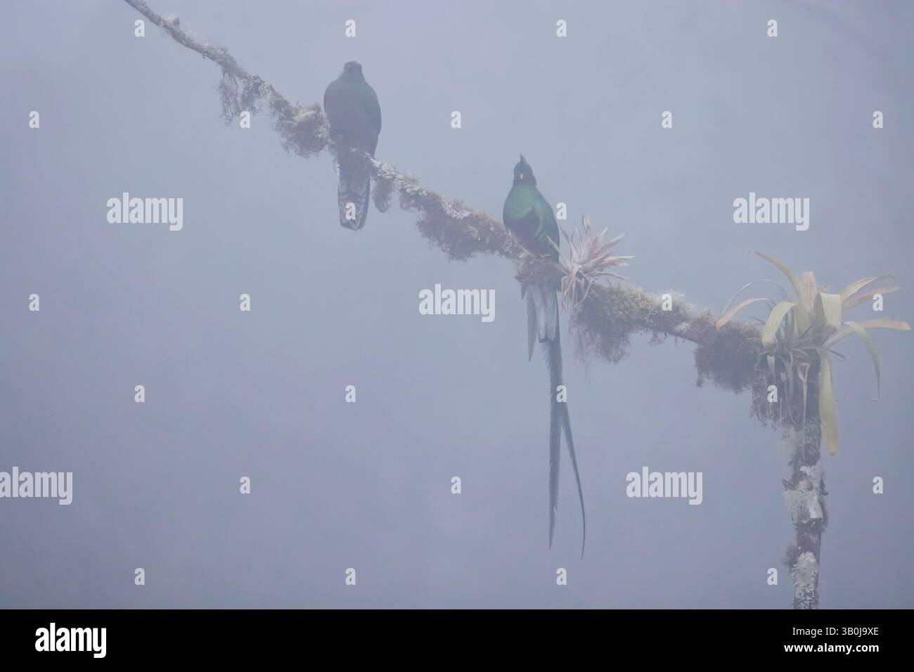 Homme et femme resplendissant Quetzal dans la brume Costa Rica Banque D'Images