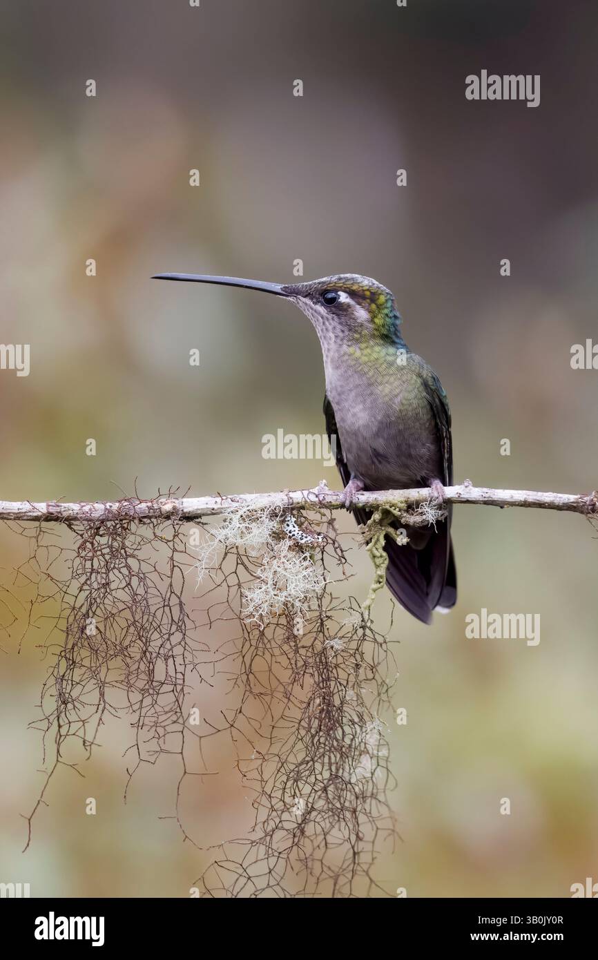 Femelle Talamanca Hummingbird au Costa Rica Banque D'Images