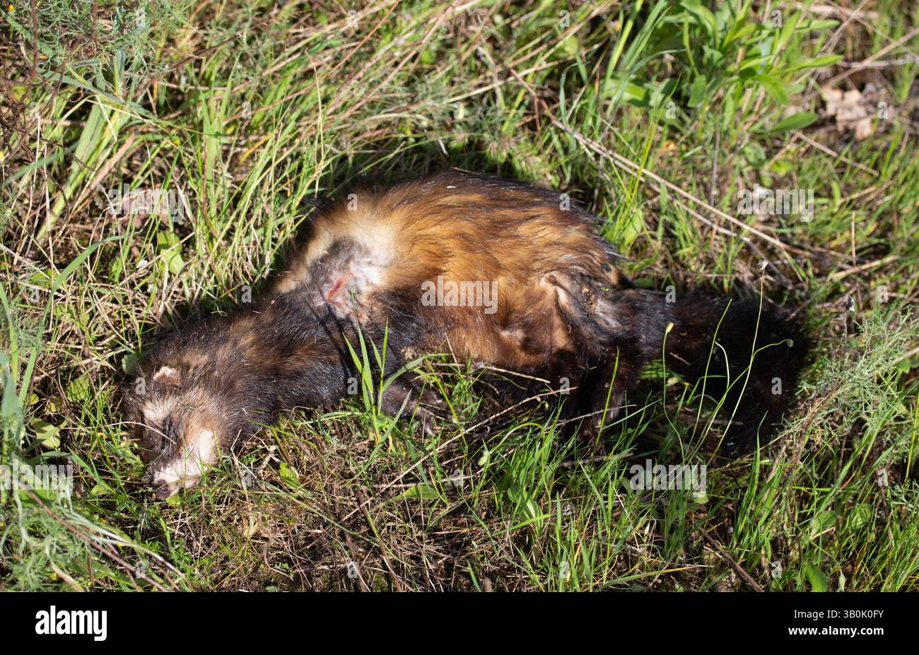 Animal sauvage mort dans un habitat naturel mettant en évidence l'impact humain de la perte de faune et de la fragilité et de la décomposition de l'écosystème Banque D'Images