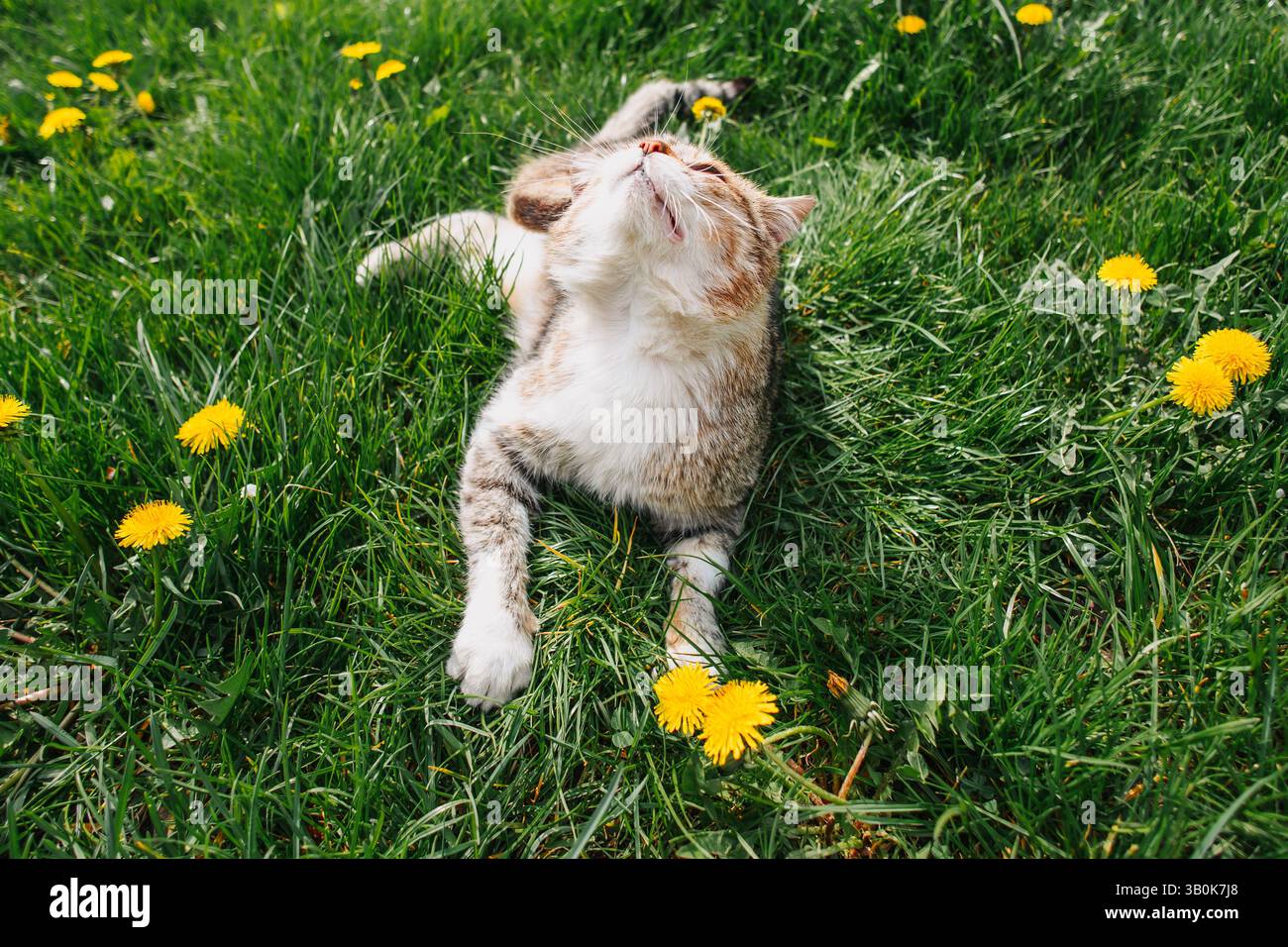Chat allongé sur l'herbe, levant les yeux. Animal domestique amical. Banque D'Images