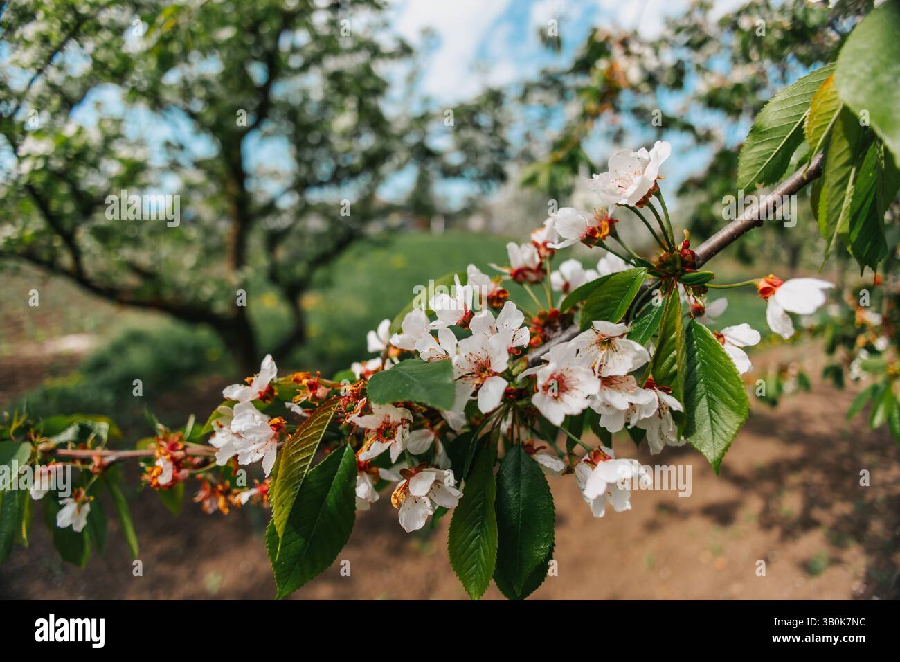 Une branche avec des fleurs de cerisier. Une image qui exprime l'atmosphère du printemps. Banque D'Images