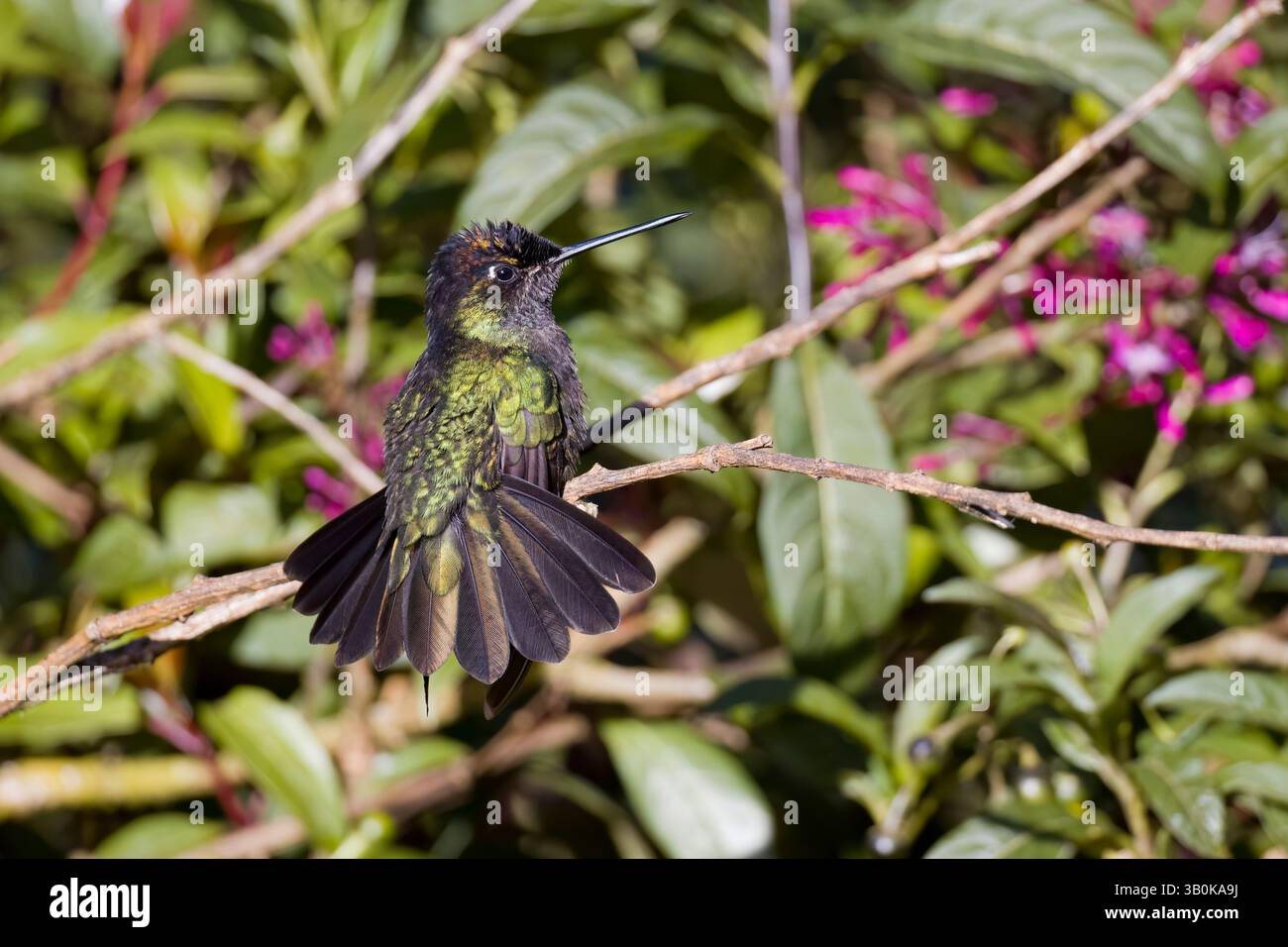 Colibri mâle Talamanca au Costa Rica Banque D'Images