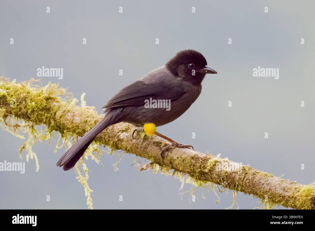 Brushfinch à cuisse jaune au Costa Rica Banque D'Images
