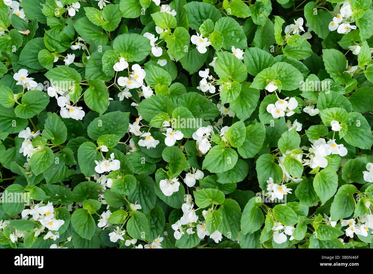 Fleur de bégonia blanche dans le jardin, élégante plante en fleurs. Banque D'Images