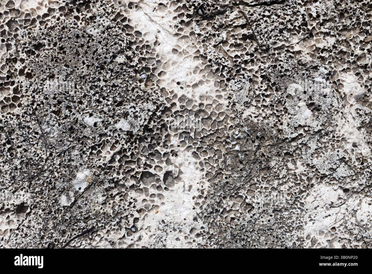 Gros plan sur la texture calcaire fossile hautement poreuse Banque D'Images