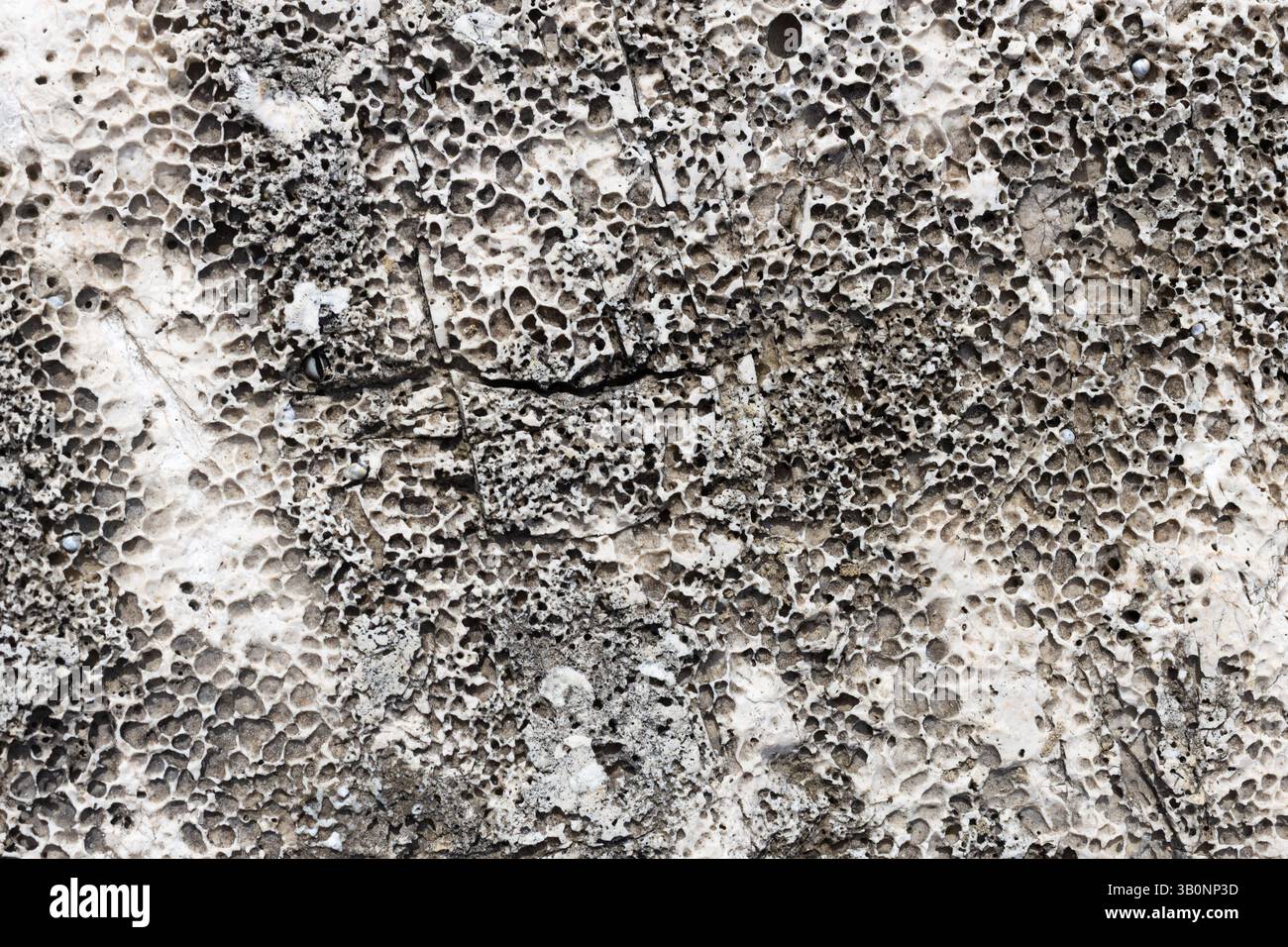 Calcaire fossile altéré avec des fissures et des pores Banque D'Images