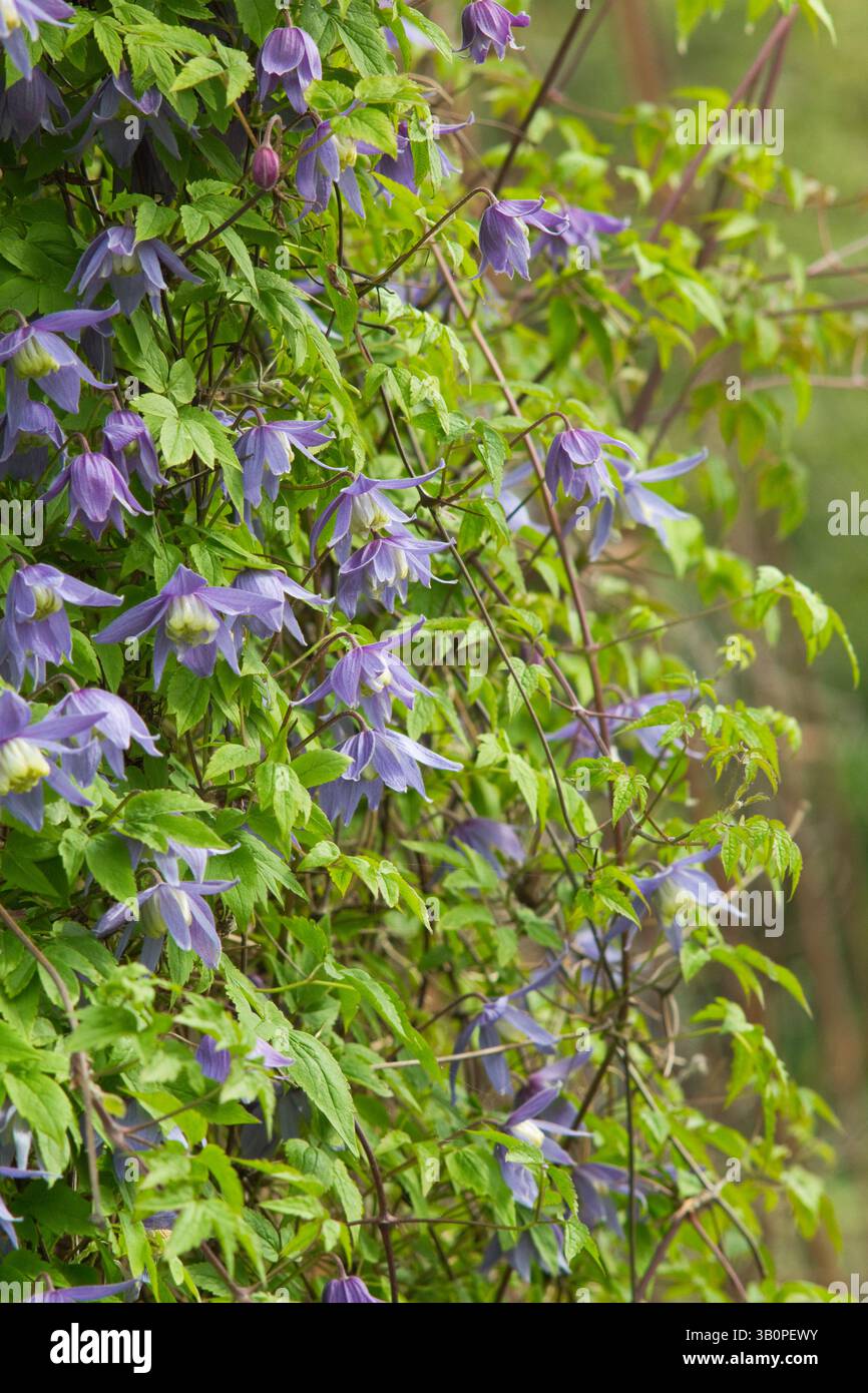 Clematis alpina Frances Rivis, une clématite alpine à floraison printanière sur un cadre de support. ROYAUME-UNI Banque D'Images