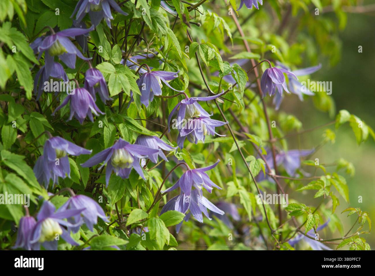 Clematis alpina Frances Rivis, une clématite alpine à floraison printanière sur un cadre de support. ROYAUME-UNI Banque D'Images