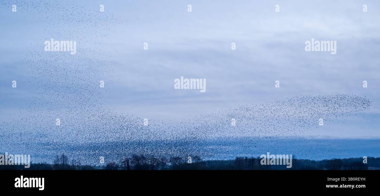 Une murmure étourdissante au-dessus de la réserve naturelle du RSPB Ham Wall, Ashcott, Somerset, Angleterre, Royaume-Uni. Banque D'Images