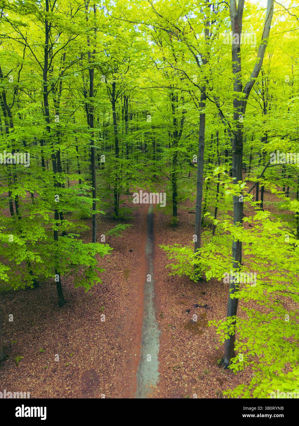Vue aérienne d'une forêt luxuriante verdoyante, mettant en valeur le feuillage vibrant et la beauté naturelle d'en haut. Banque D'Images