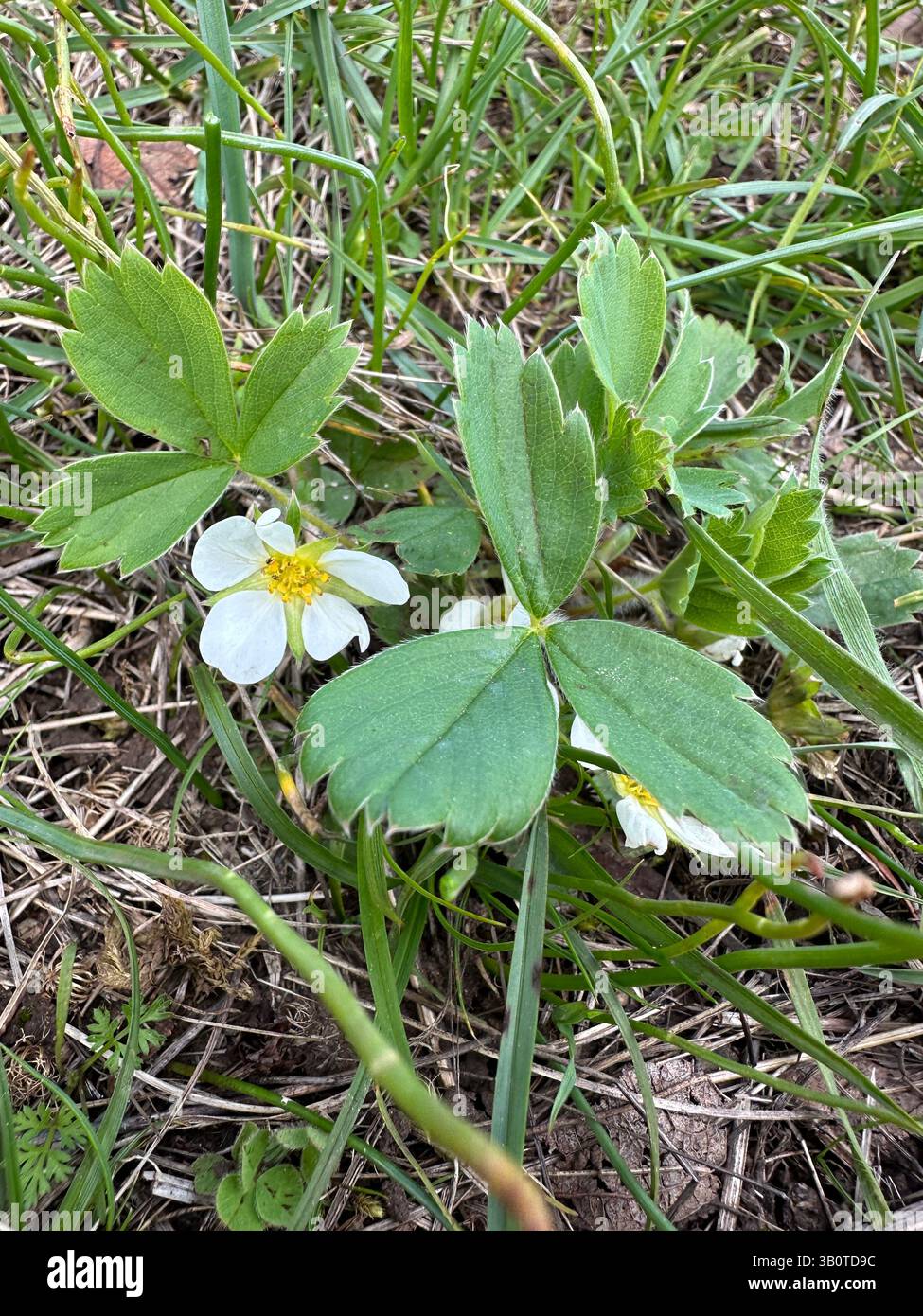 Fraise sauvage - Fragaria virginiana - poussant dans une prairie près d'Eugene, Oregon. Banque D'Images