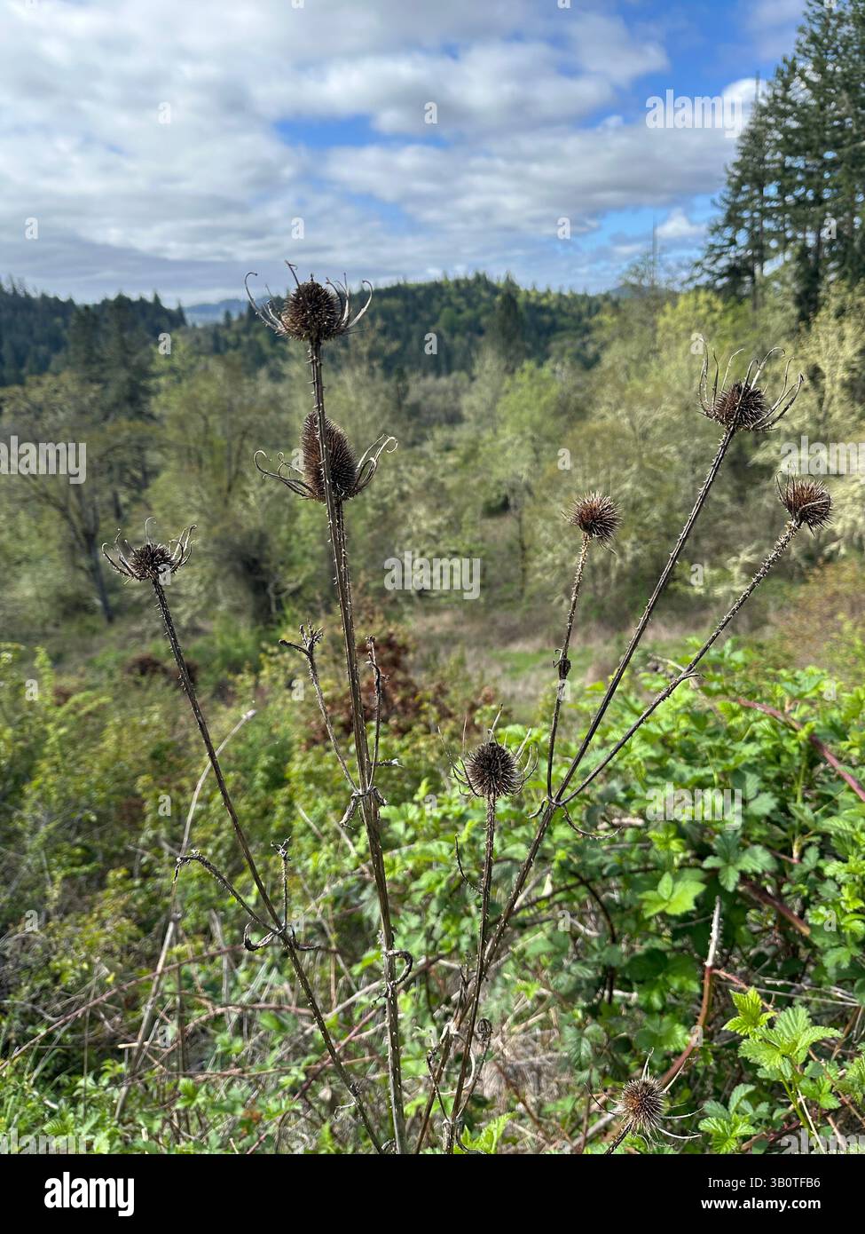 La vallée de la Willamette, au sud d'Eugene, Oregon, au printemps. Banque D'Images
