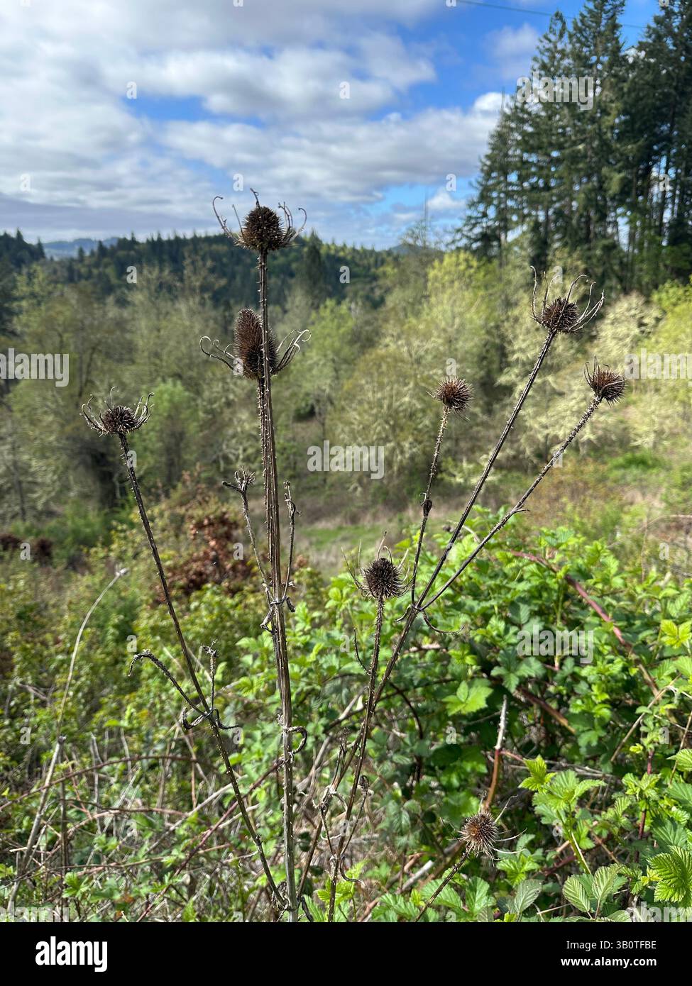 La vallée de la Willamette, au sud d'Eugene, Oregon, au printemps. Banque D'Images