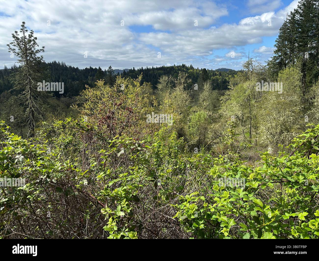 La vallée de la Willamette, au sud d'Eugene, Oregon, au printemps. Banque D'Images