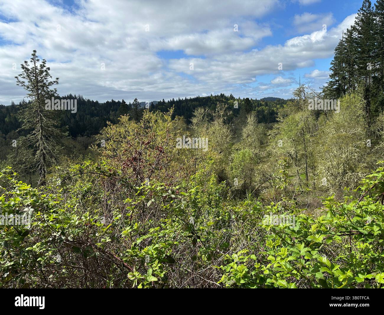 La vallée de la Willamette, au sud d'Eugene, Oregon, au printemps. Banque D'Images