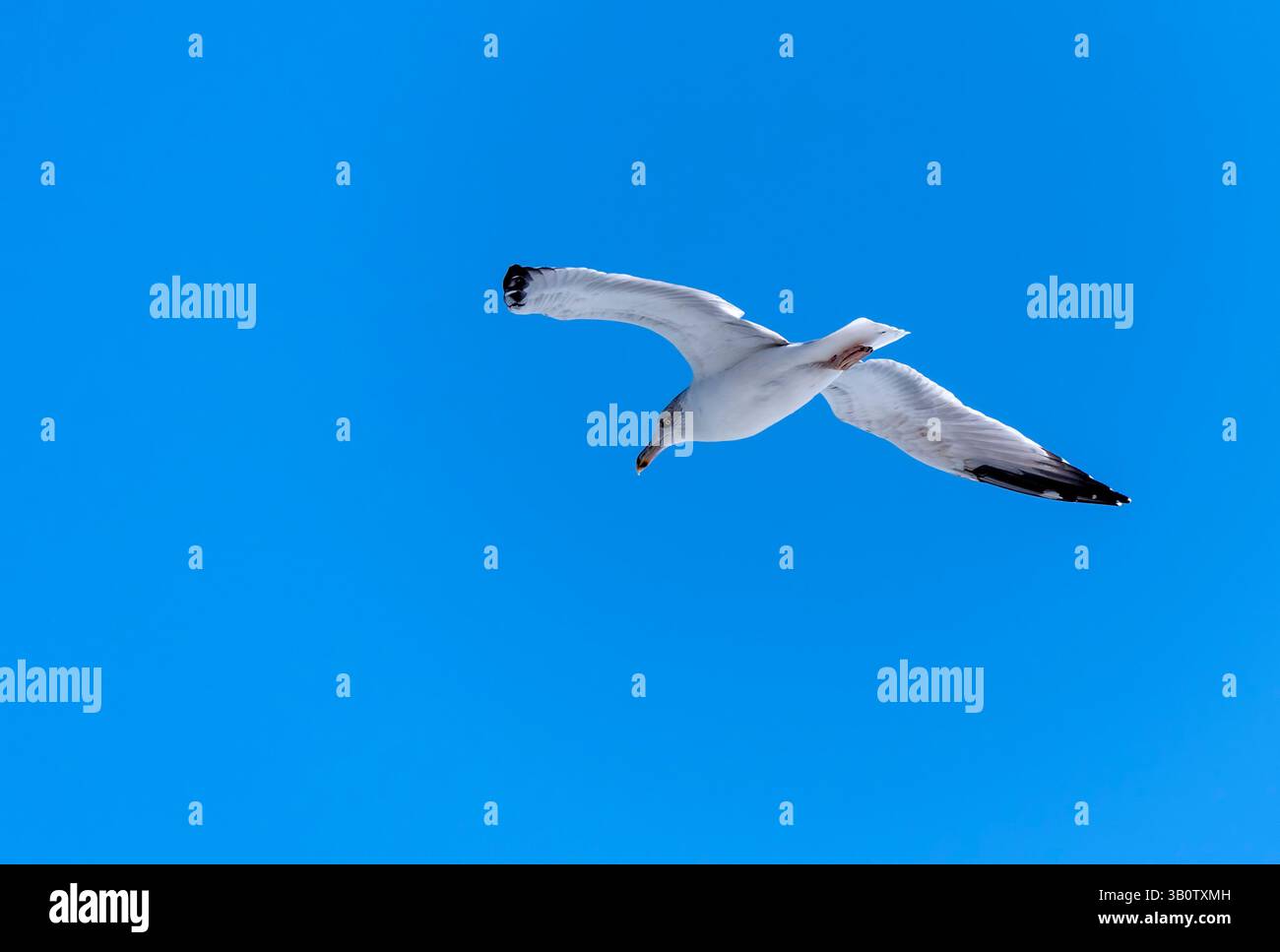 Seagull volant avec fond de ciel bleu. ciel et oiseau vue de bas en haut paysage Banque D'Images