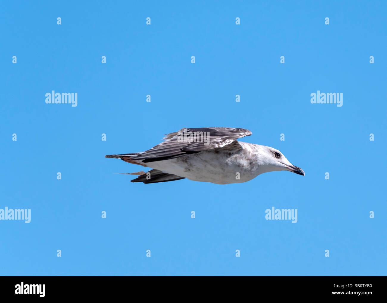 Seagull volant avec fond de ciel bleu. ciel et oiseau vue de bas en haut paysage Banque D'Images