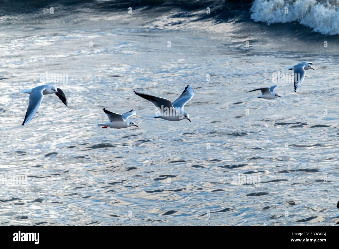 Seagull volant avec fond de ciel bleu. ciel et oiseau vue de bas en haut paysage Banque D'Images