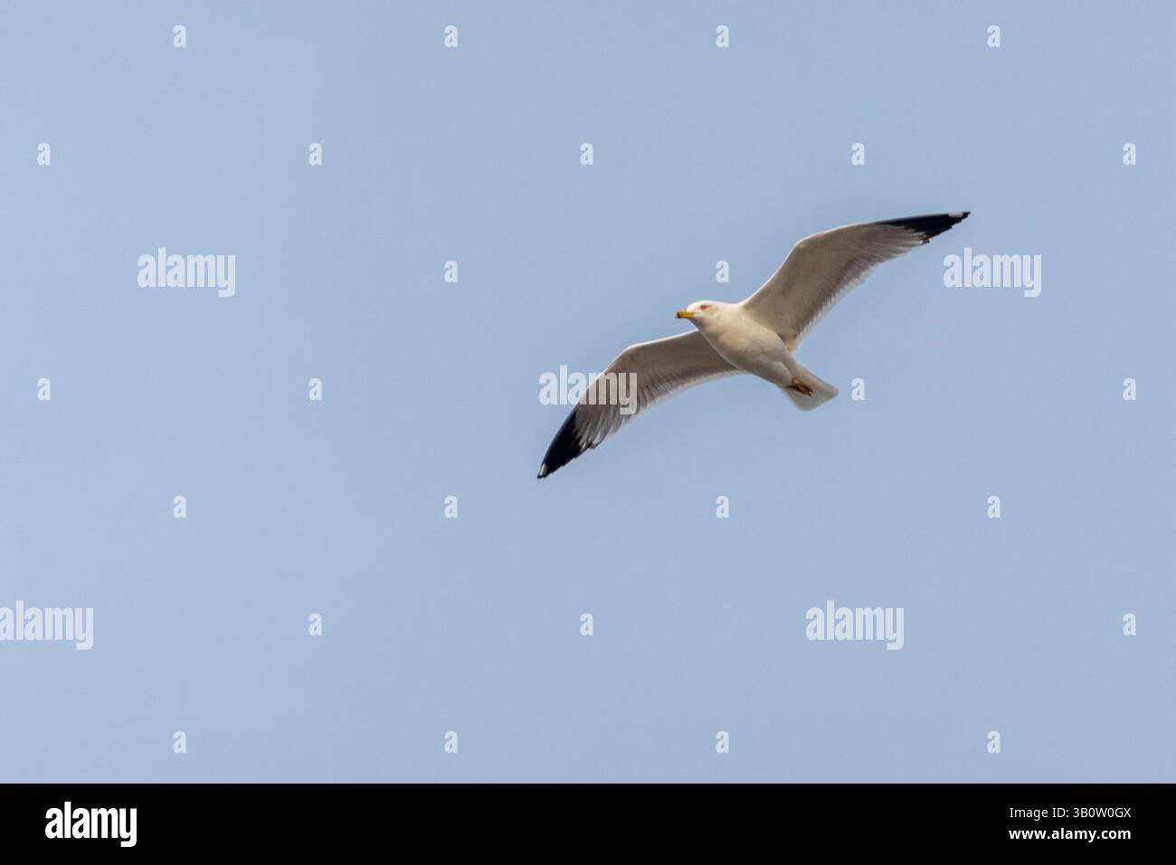 Seagull volant avec fond de ciel bleu. ciel et oiseau vue de bas en haut paysage Banque D'Images