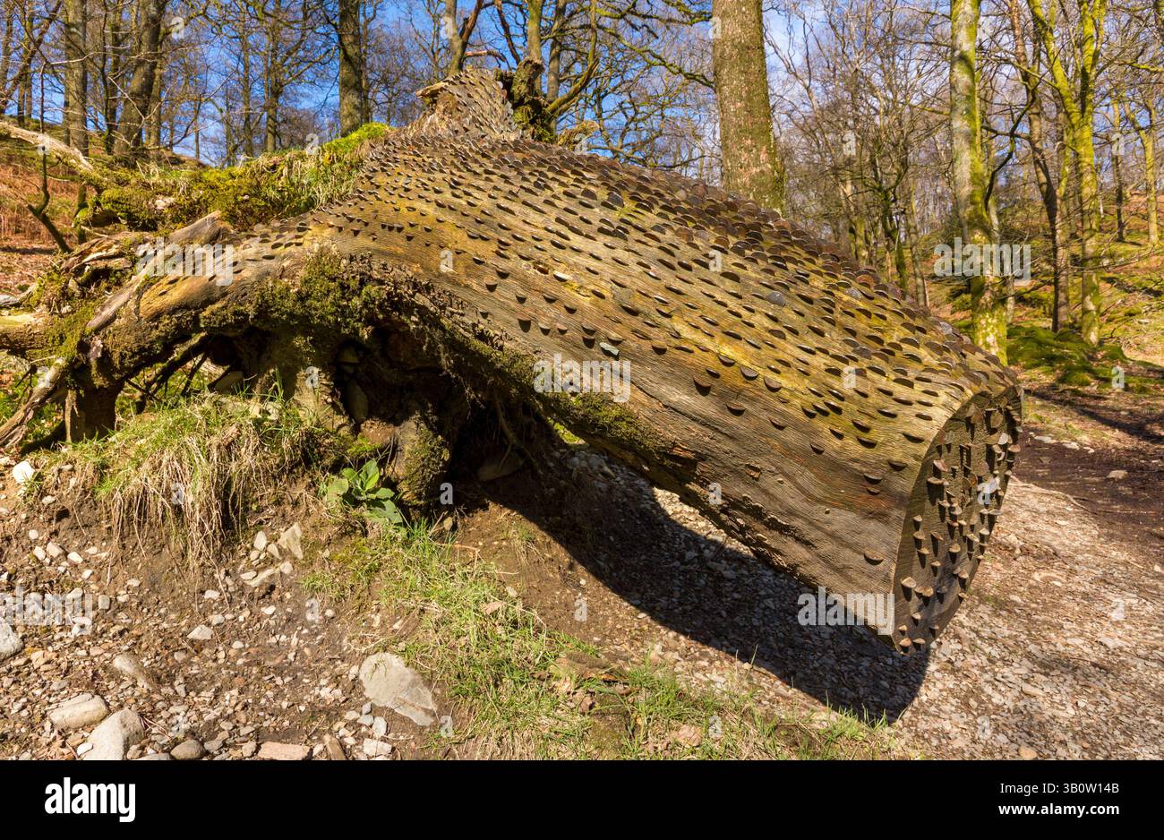 - Arbre d'argent vieux tronc d'arbre tombé couverts dans les pièces qui ont été martelées dans pour la bonne chance, Lake Road, Cumbria, England, UK Banque D'Images