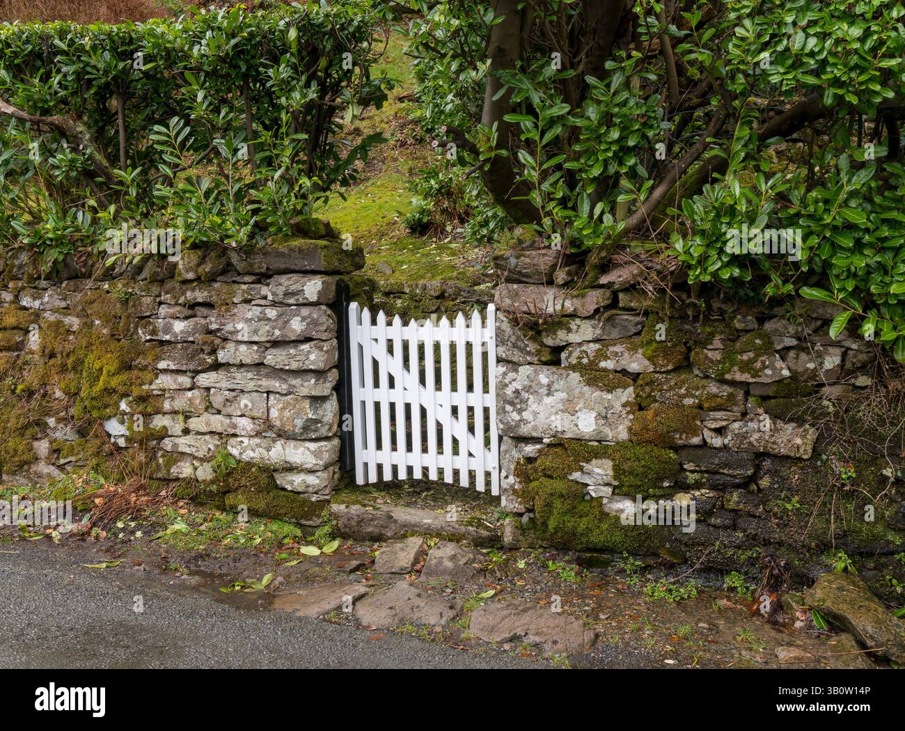 Portail de jardin en bois blanc fraîchement peint avec sommet incurvé dans un vieux mur de pierre recouvert de mousse, avec des arbustes à feuilles persistantes, Cumbria, Angleterre, Royaume-Uni Banque D'Images