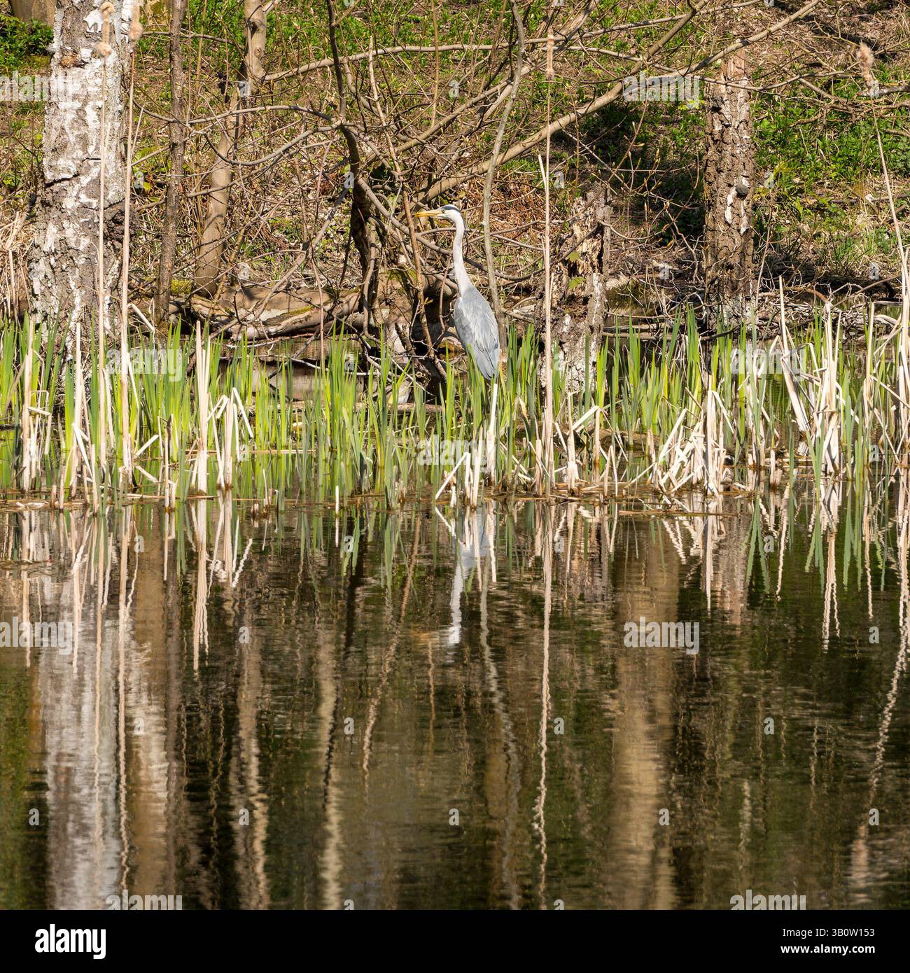 Heron gris (Ardea cinerea) oiseau parmi les rushes comme camouflage tout en chassant les poissons dans les eaux tranquilles d'un étang Ticknall Limeyards avec des reflets, Royaume-Uni Banque D'Images