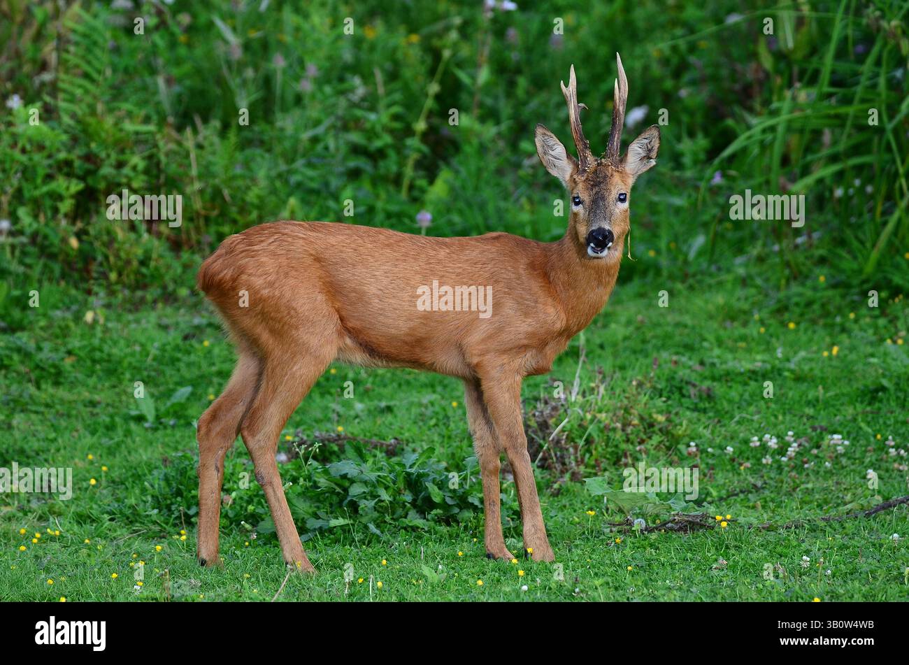 le cerf roe buck buck en plein jour Banque D'Images