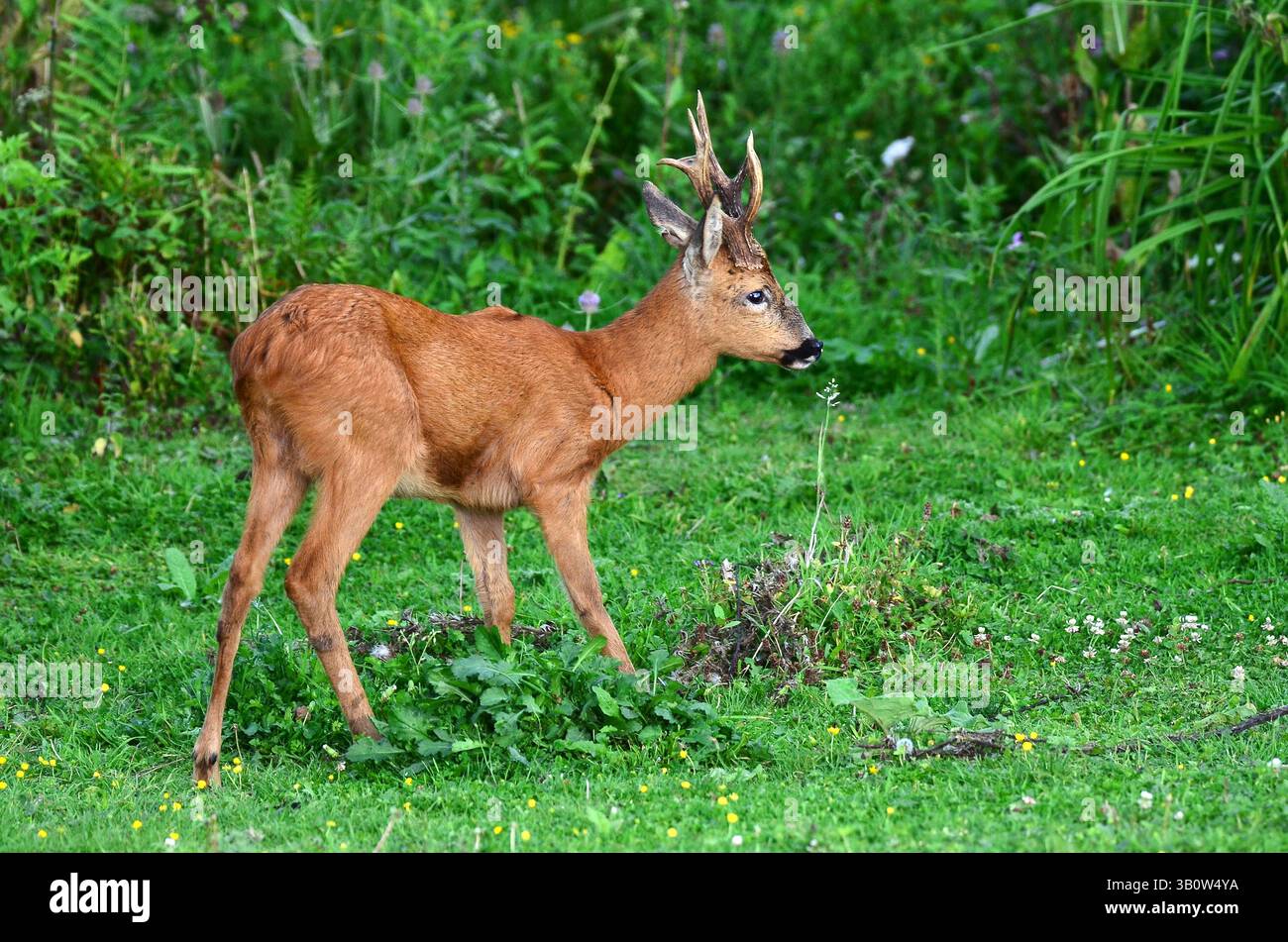 le cerf roe buck buck en plein jour Banque D'Images