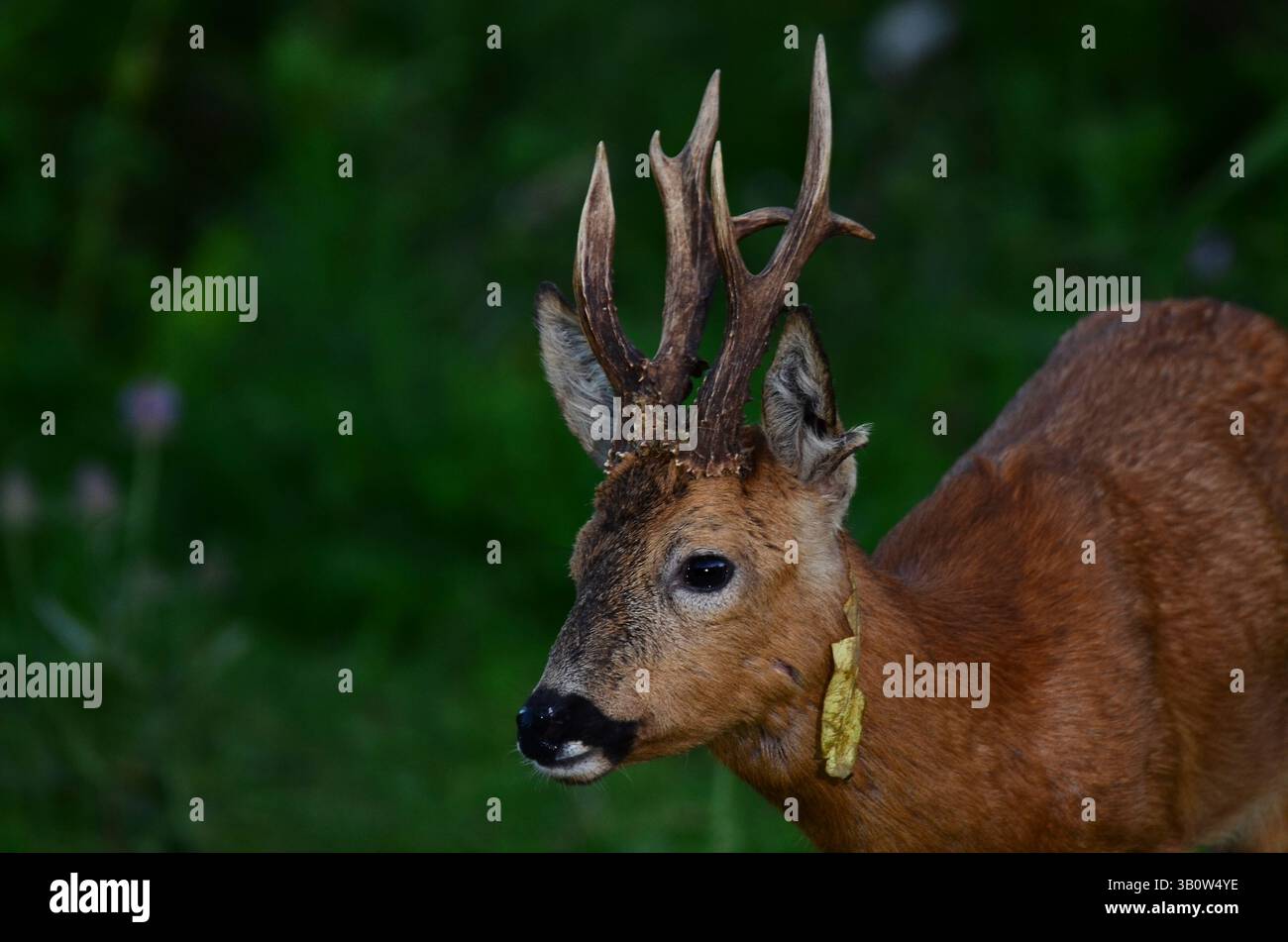le cerf roe buck buck en plein jour Banque D'Images