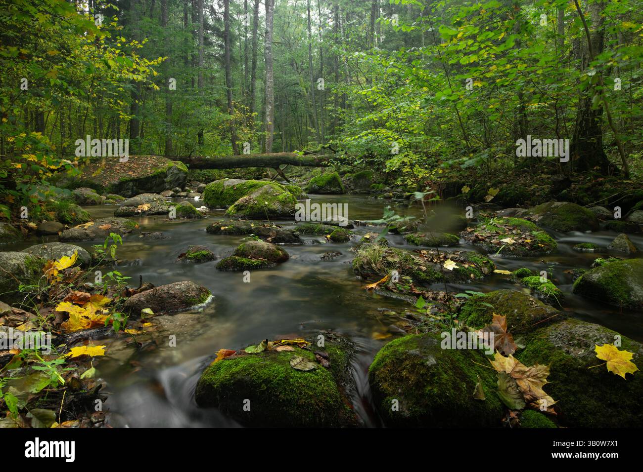 Un ruisseau forestier doux serpente à travers une forêt dense et verte, son eau claire coule sur des roches couvertes de mousse. Feuilles d'automne tombées, jaunes et brunes Banque D'Images