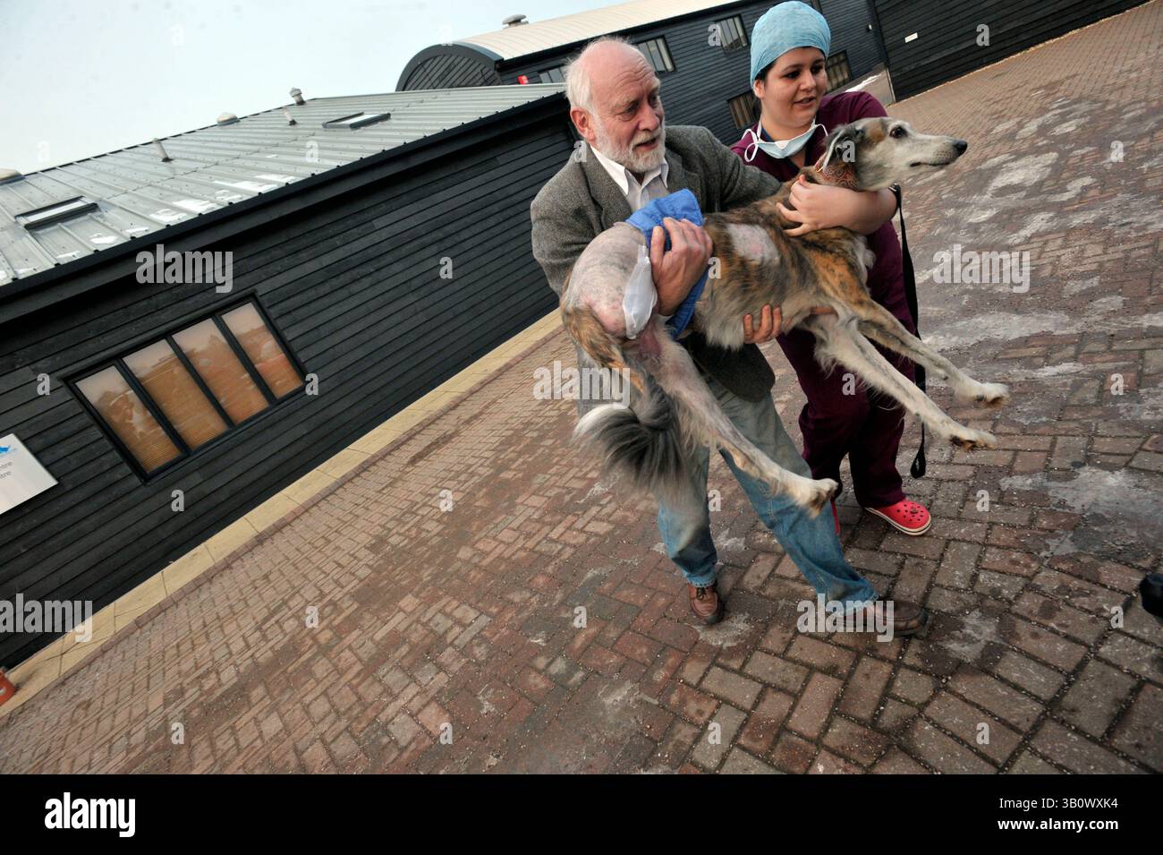 07 déc. 2010 - Eashing, Surrey, Royaume-Uni - L'infirmière et le propriétaire ont remis Polly dans la voiture après leur visite et sont retournés à Norwich. Bien que Noel essaye, dans la mesure du possible, d'éviter l'amputation, il ne le fait pas pour le bien de cela, mais comme un médecin humain agit seulement dans ce qu'il croit être le meilleur intérêt du patient. Polly, un lévrier, est venu pour un contrôle après que sa jambe arrière a été amputée par Noel. Comme le cancer s'était propagé à travers le fémur de Polly et mangeait dans l'articulation du genou, la jambe de Polly a été jugée irrécupérable. Noel Fitzpatrick est un chirurgien vétérinaire pionnier, un So Call Banque D'Images