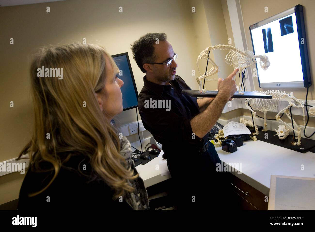 Jan 10, 2011 - Eashing, Surrey, Royaume-Uni - avec l'utilisation d'un squelette, Noel pointe vers la zone de la déformation de croissance d'un chat de femme. Noel Fitzpatrick est un chirurgien vétérinaire pionnier, un soi-disant Bionic Vet sa pratique vétérinaire de plusieurs millions de livres sterling est à Eashing, Surrey, Angleterre. (Crédit image : © Nick Cunard/ZUMAPRESS.com) Banque D'Images