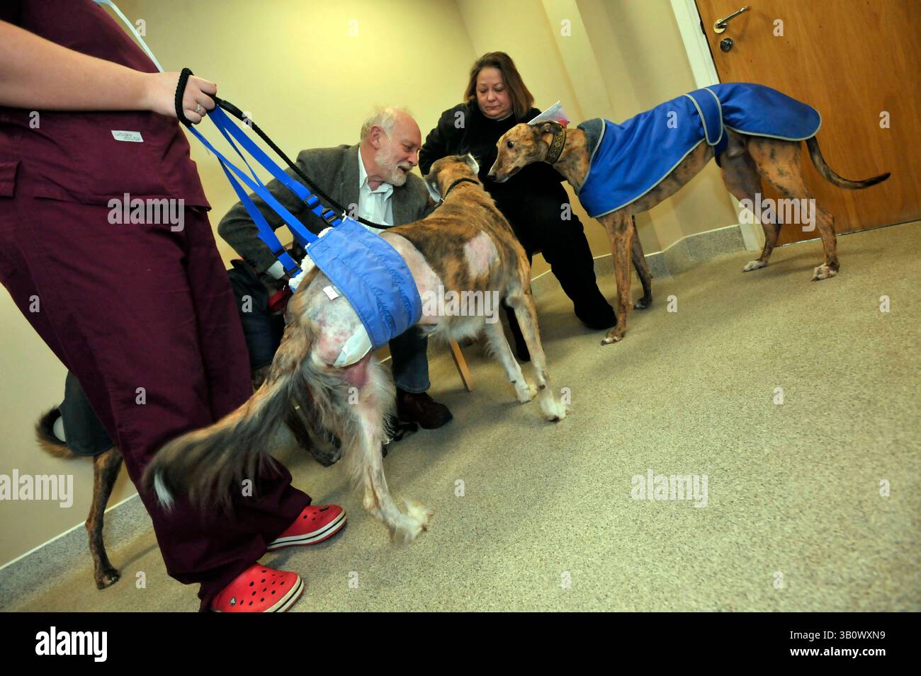 07 déc. 2010 - Eashing, Surrey, Royaume-Uni - bien que Noel essaye, dans la mesure du possible, d'éviter l'amputation, il ne le fait pas pour le bien de lui, mais comme un médecin humain agit seulement dans ce qu'il croit être le meilleur intérêt du patient. Polly, un lévrier, est venu pour un contrôle après que sa jambe arrière a été amputée par Noel. Comme le cancer s'était propagé à travers le fémur de Polly et mangeait dans l'articulation du genou, la jambe de Polly a été jugée irrécupérable. Noel Fitzpatrick est un chirurgien vétérinaire pionnier, un soi-disant Bionic Vet sa pratique vétérinaire de plusieurs millions de livres sterling est à Eashing, Surrey, Engl Banque D'Images