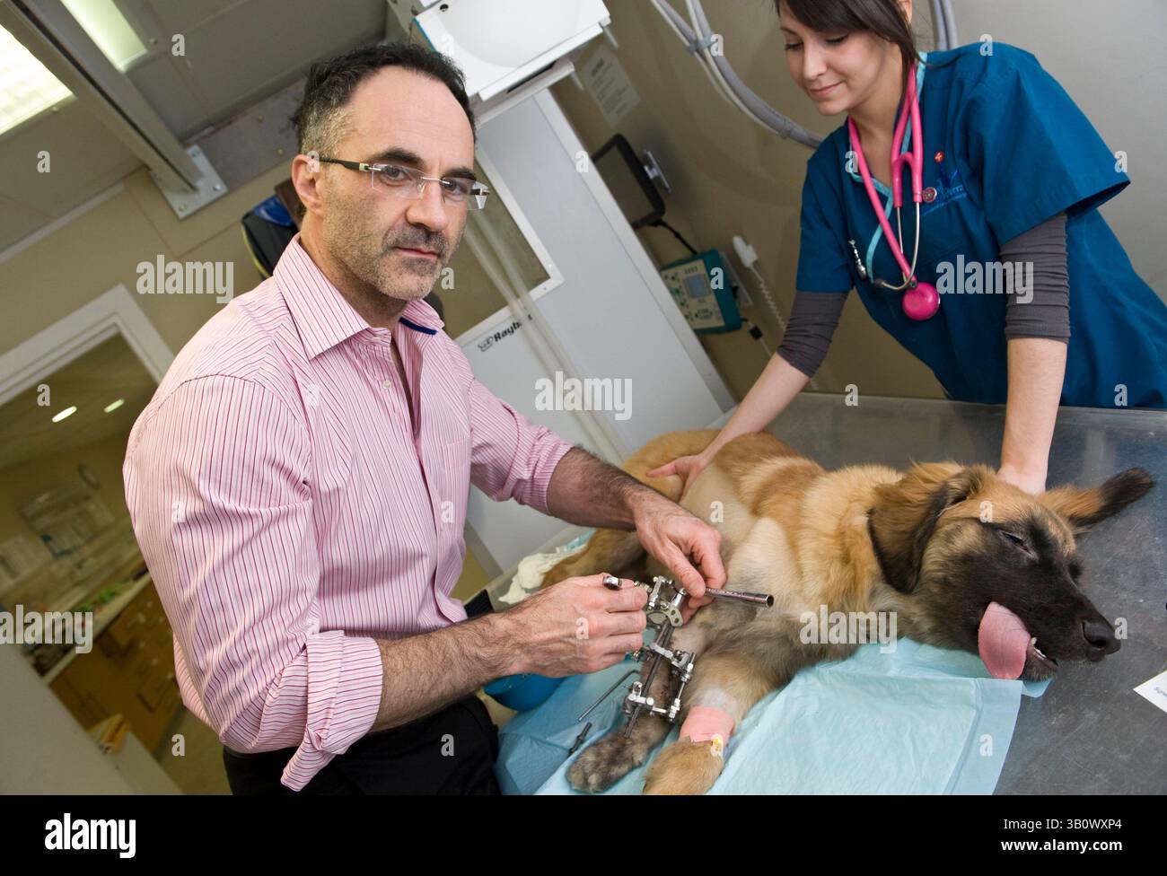 14 déc. 2010 - Eashing, Surrey, Royaume-Uni - le chien étant sous sédation et l'aide de l'infirmière Kimberly, Noel effectue des ajustements au fixateur squelettique externe de Peggy qui a été installé pour essayer de corriger la déformation complexe de croissance du chien à l'avant-bras. Presque tous les autres vétérinaires ne tenteraient pas une correction aussi violente de ne pas mentionner les dépenses, mais amputent sa jambe à la place. Dans un tel cas, les dépenses sont élevées bien dans les plusieurs milliers de livres. Noel agite ses propres coûts et paie partiellement pour les pièces. Les propriétaires paient une contribution pour les pièces. Noel Fitzpatrick est un pi Banque D'Images