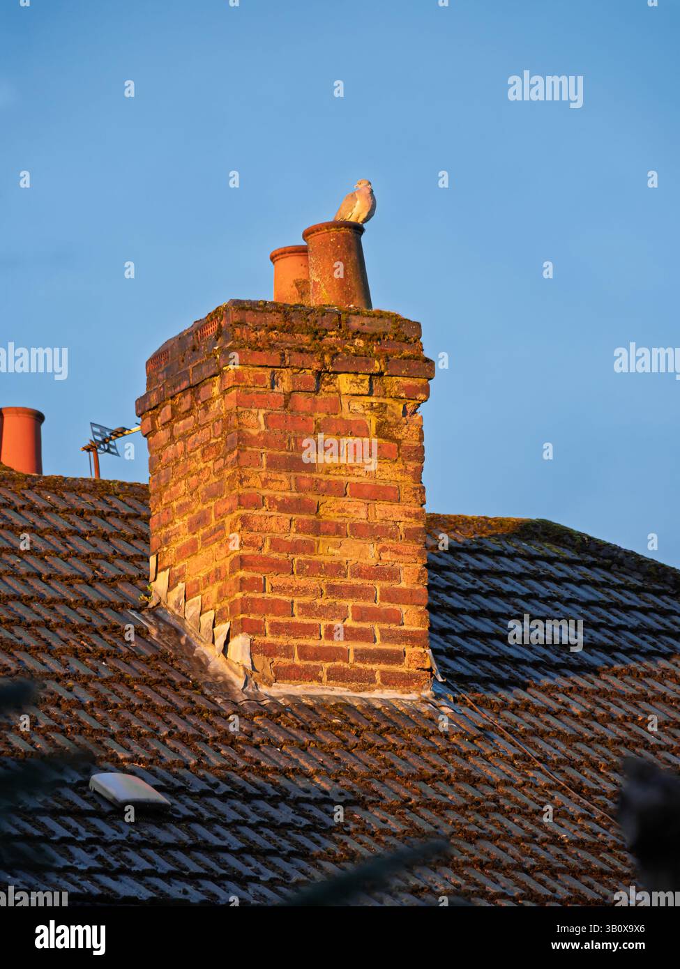 Une cheminée en brique avec un oiseau assis sur le dessus. La cheminée est sur un toit. L'oiseau est blanc Banque D'Images