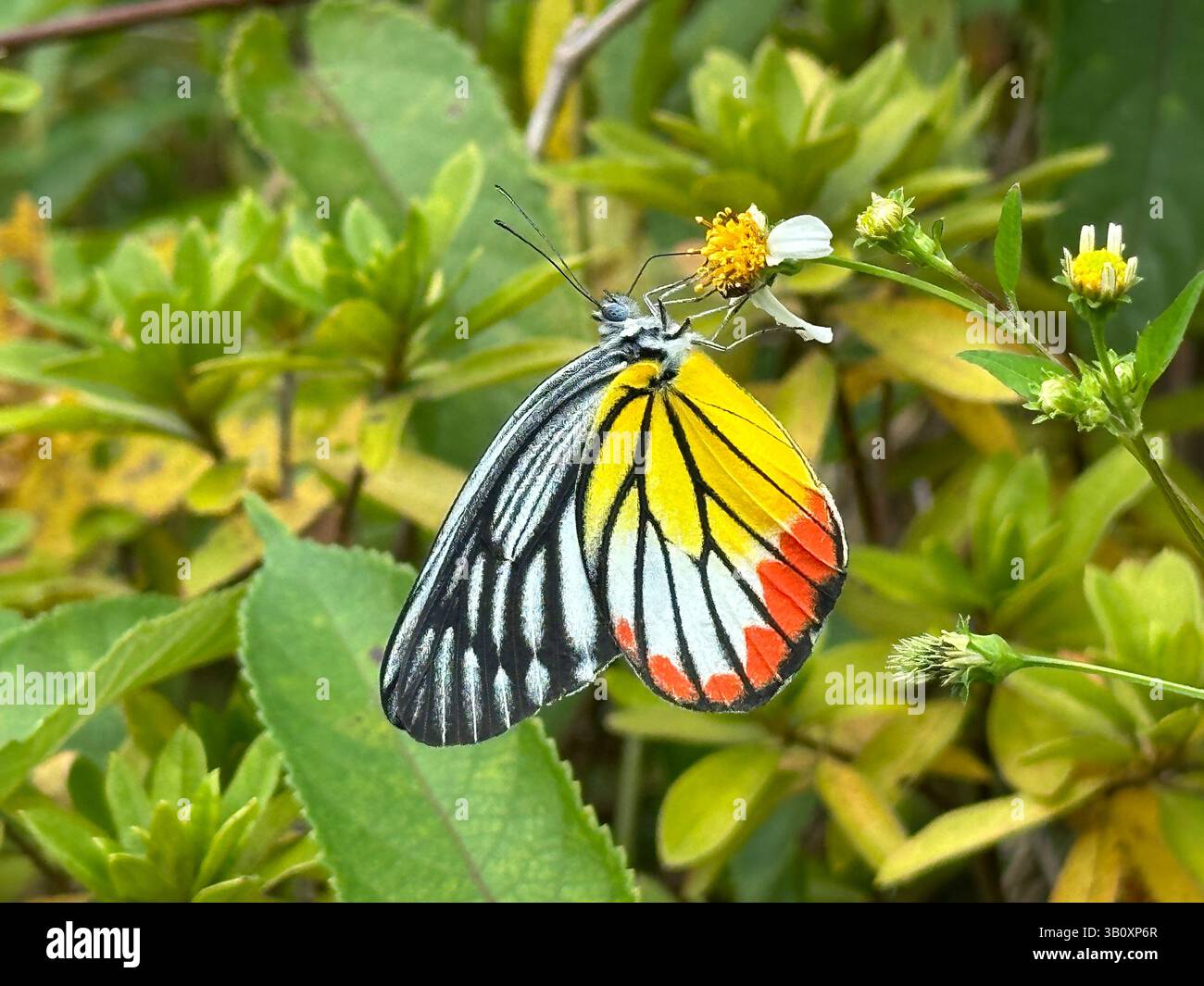 Delias hyparete (jezebel peint) papillon reposant sur une fleur délicate Banque D'Images Delias hyparete (jezebel peint) papillon reposant sur une fleur délicate Banque D'Images