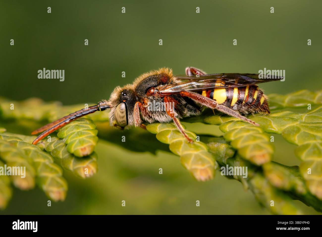 Abeille Cleptoparasite prenant un peu de soleil sur une branche d'épinette un matin de printemps tôt avec espace de copie Banque D'Images