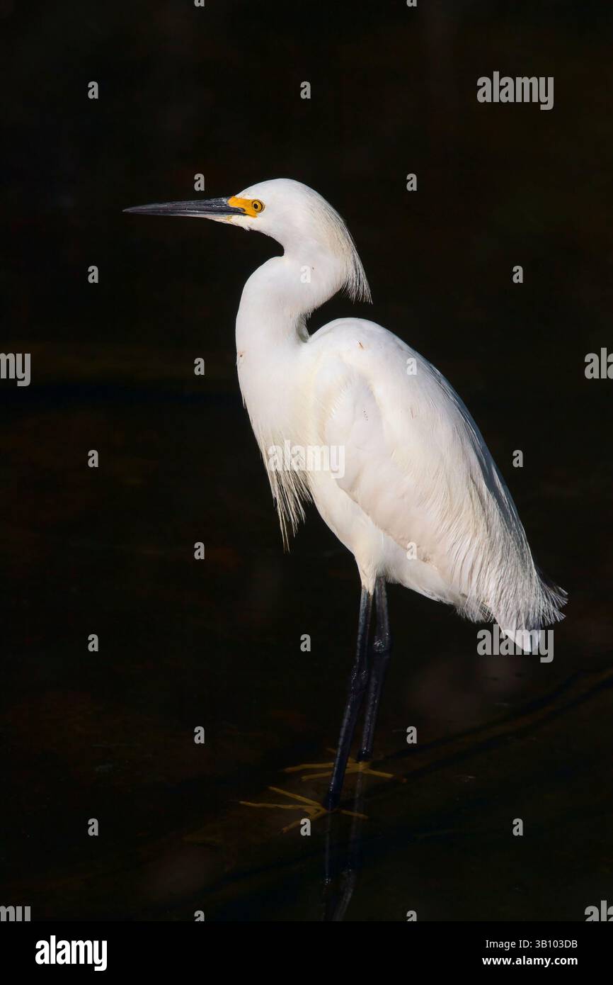 Egretta thula (Egretta thula) debout dans l'eau. Réserve nationale Big Cypress. Floride. ÉTATS-UNIS Banque D'Images Egretta thula (Egretta thula) debout dans l'eau. Réserve nationale Big Cypress. Floride. ÉTATS-UNIS Banque D'Images
