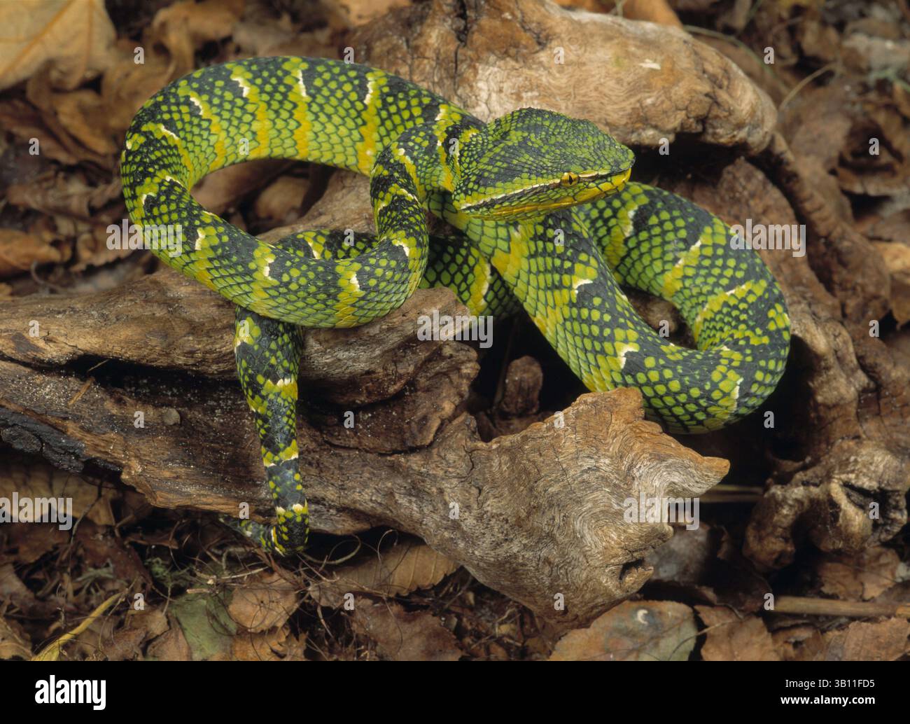 06 JANVIER 2009 - WAGLER'S PALM VIPER. Trimeresurus wagleri. Asie du Sud-est. (Crédit image : © James Carmichael Jr/Evolve/Photoshot/ZUMAPRESS.com) Banque D'Images